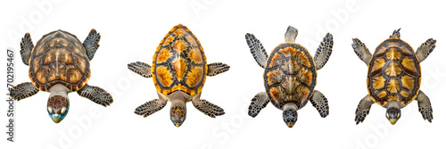 Obraz na płótnie A set of turtles isolated on a transparent background in the top view. PNG w salonie