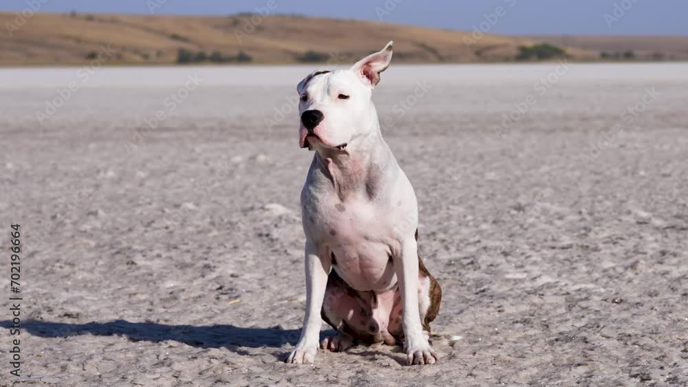 American Staffordshire Terrier sits and looks out for someone outdoor. Big and strong dog. Dog outdoor training American Staffordshire Terrier sits and looks out for someone outdoor. Big and strong dog. Dog outdoor training