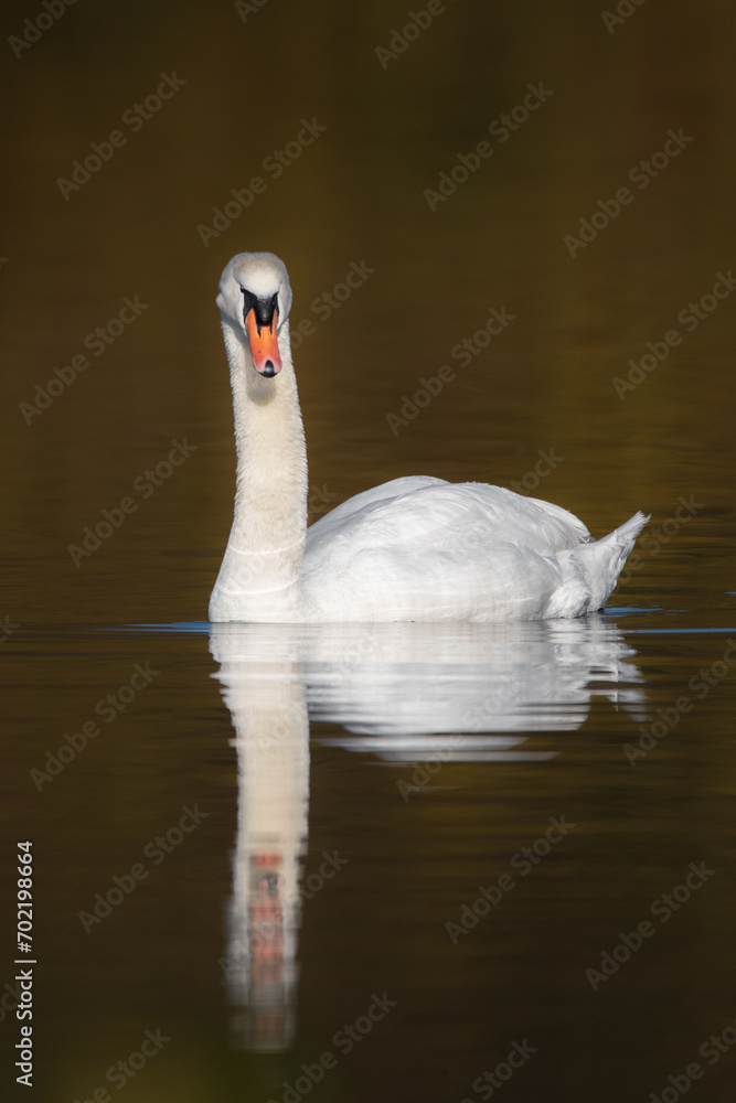 Fototapeta premium Ein Höckerschwan spiegelt sich im Wasser