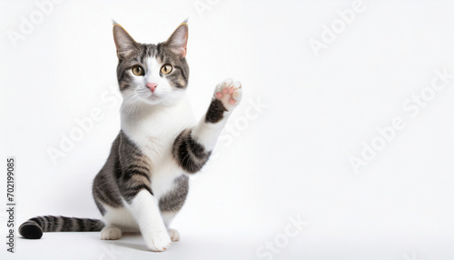 A cat giving high five white background copy space.Banner advertisement.