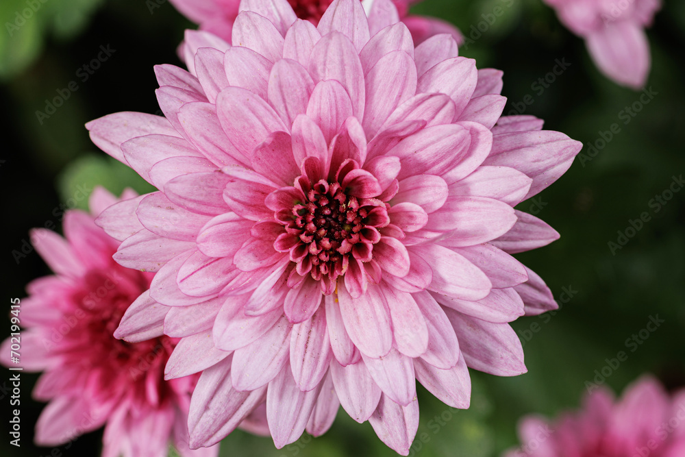 Obraz premium Vista ultra macro, molto da vicino, di un bellissimo fiore color rosa e magenta. sfondo sfocato con vari fiori rosa e foglie verdi