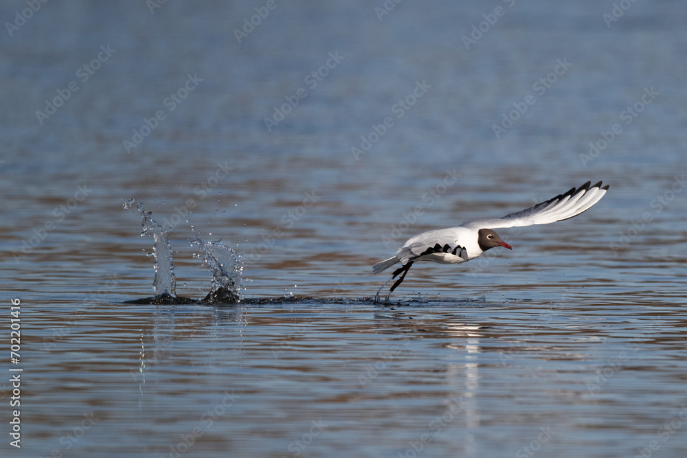 Eine Lachmöwe im Flug auf Nahrungssuche Eine Lachmöwe im Flug auf Nahrungssuche