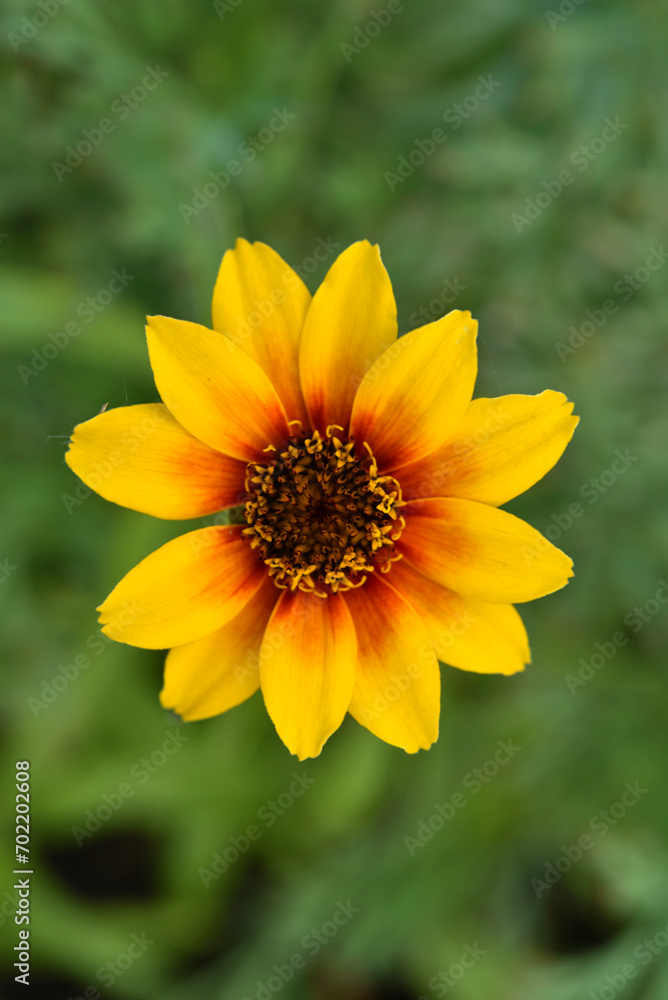 Large flowers of cynia in the summer garden. Bright flowers in close-up. The juicy color of the flowers. Large flowers of cynia in the summer garden. Bright flowers in close-up. The juicy color of the flowers.
