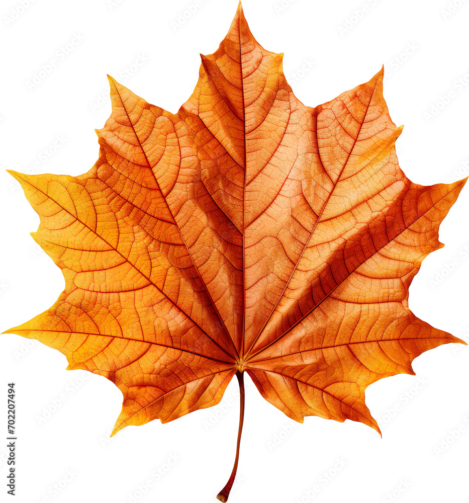 autumn maple leaf autumn maple leaf