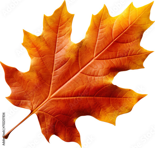 Wallpaper Mural autumn maple leaf Torontodigital.ca