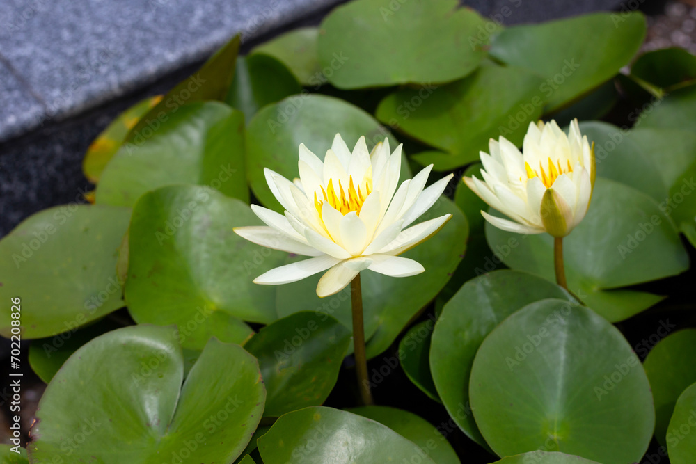 Beautiful water lily. Lotus flower with green leaves Beautiful water lily. Lotus flower with green leaves