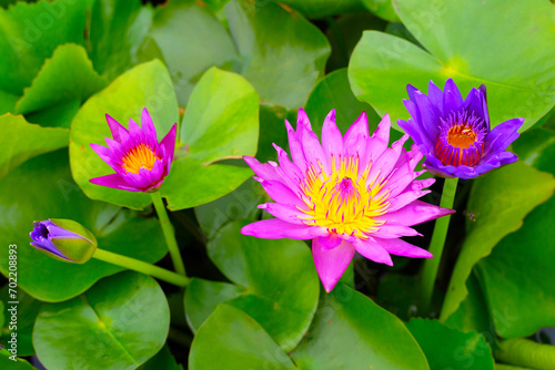 Beautiful water lily. Lotus flower with green leaves