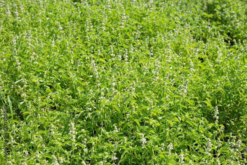 Lemon basil, Hoary basil, Hairy basil Lemon basil, Hoary basil, Hairy basil