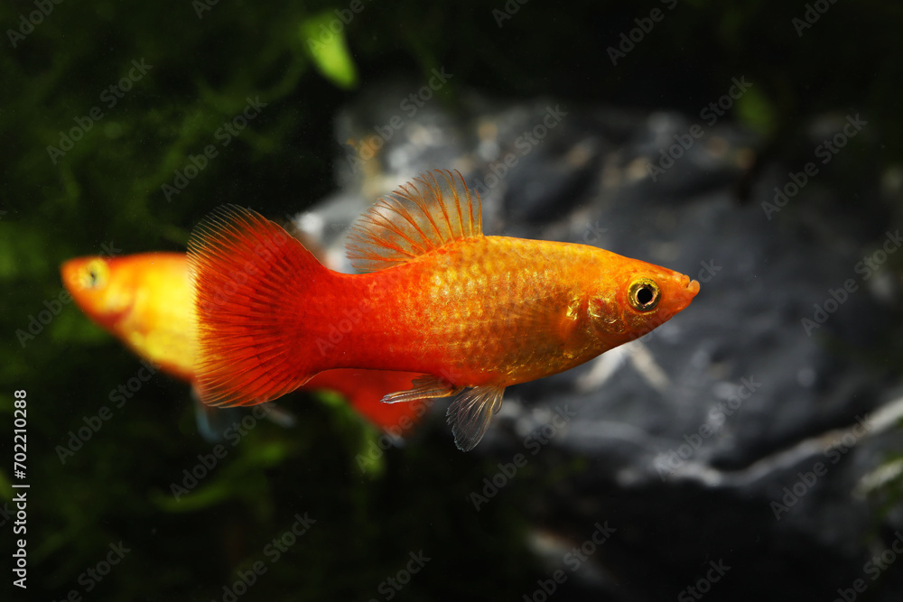 A pair of Sunrise or orange gold platy fish (Xiphophorus maculatus) A pair of Sunrise or orange gold platy fish (Xiphophorus maculatus)