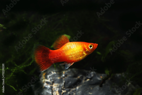 A pair of Sunrise or orange gold platy fish (Xiphophorus maculatus) fighting in tropical aquarium