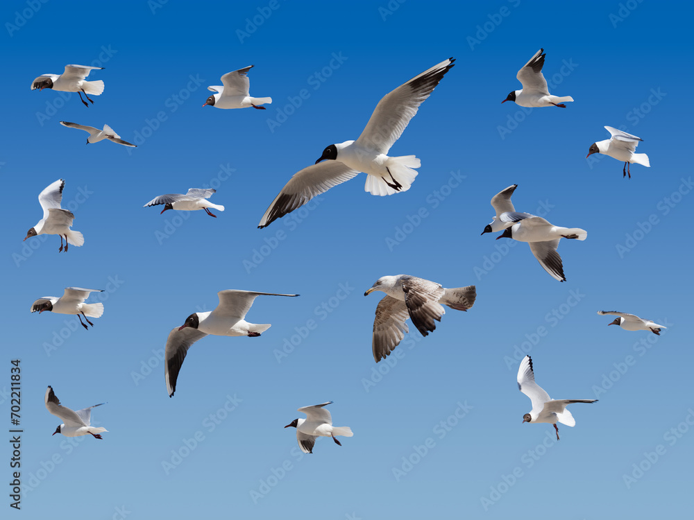 A group of flying seagulls individually on a blue background