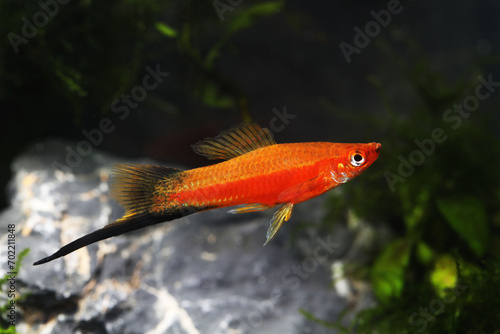 Schilderij op canvas Red wagtail swordtail fish (Xiphophorus helleri)
