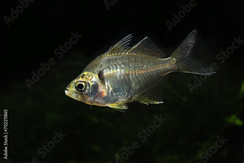 Indian glassfish or glass perch (Parambassis ranga) in tropical aquarium