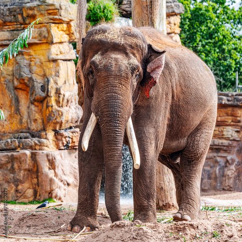 Photography Elephants in Captivity