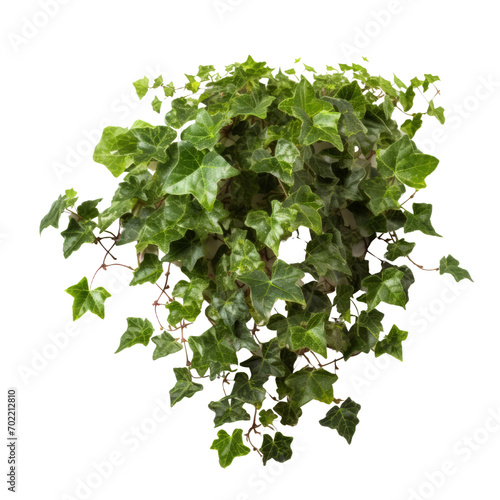 English Ivy PNG Cutout, Generative AI