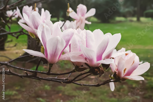 Magnolia soulangeana or saucer magnolia hybrid flowering plant in  family Magnoliaceae