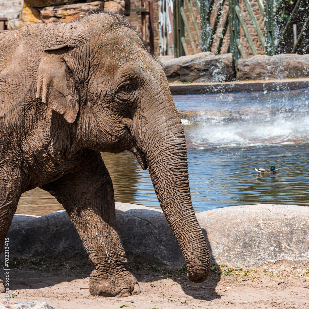 Fototapeta premium Elephants in Captivity