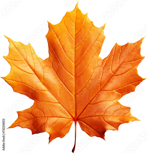 Wallpaper Mural autumn maple leaf Torontodigital.ca