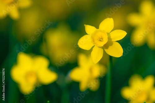 Narcisos (Narcissus cuatrecasasii) en primavera - Cazorla, Jaén (España) I