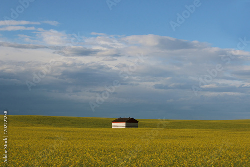 Rural landscape of a small white shed in the middle of a yellow canola agricultural field and a sky with clouds.