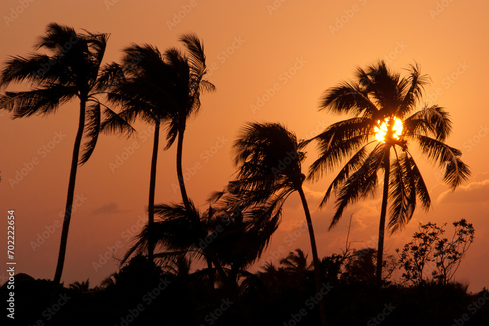 Sunset over Palm Trees in Tropical Travel Destination