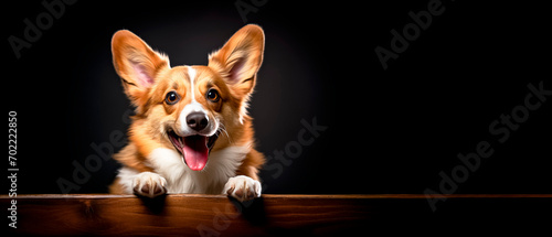 Cute welsh corgi pembroke dog isolated on black background with copy space. photo