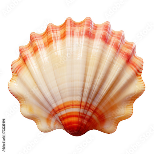 seashell isolated on white © urwa
