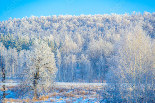 Experience the beauty of a snow-covered field at sunrise. Immerse yourself in nature and admire the tall trees, discover the untouched grass peeking out from under the fluffy white layers.