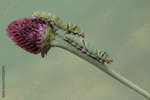 Two great mormon butterfly caterpillars are feeding on wild plant flowers. This insect has the scientific name Papilio memnon.