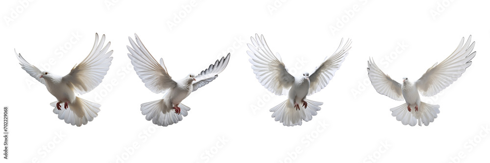 A set of single white color doves flying on a transparent background in the top view. PNG