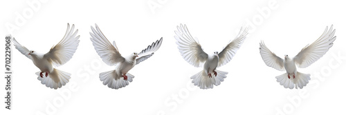 A set of single white color doves flying on a transparent background in the top view. PNG photo