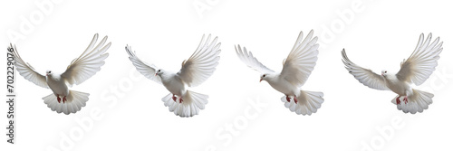 A set of single white color doves flying on a transparent background in the top view. PNG © Nayan