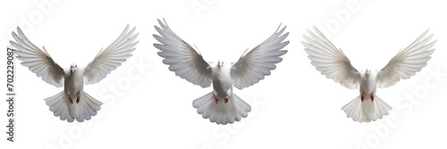 A set of single white color doves flying on a transparent background in the top view. PNG © Nayan