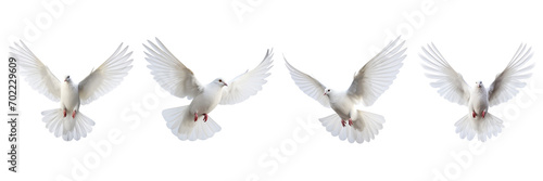 A set of single white color pigeons flying isolated on a transparent background in the top view. PNG © Nayan