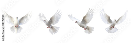 A set of single white color pigeons flying isolated on a transparent background in the top view. PNG