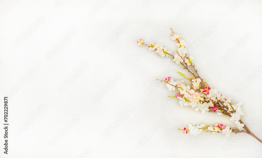 a branch of  Blossoming almond tree. with white and pink flowers. for happy
Tu Bishvat Greeting Card. On a white background. from above top View, with free space for text. Sakura japan
