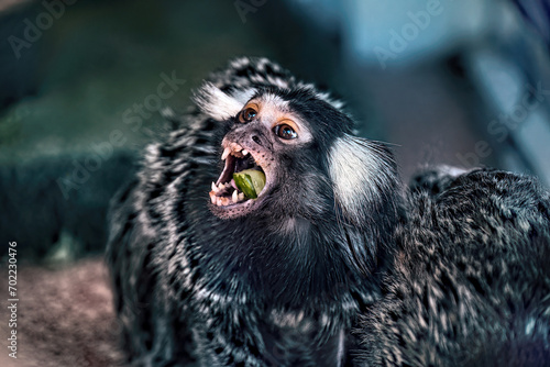 A small marmoset monkey eating an orange. photo