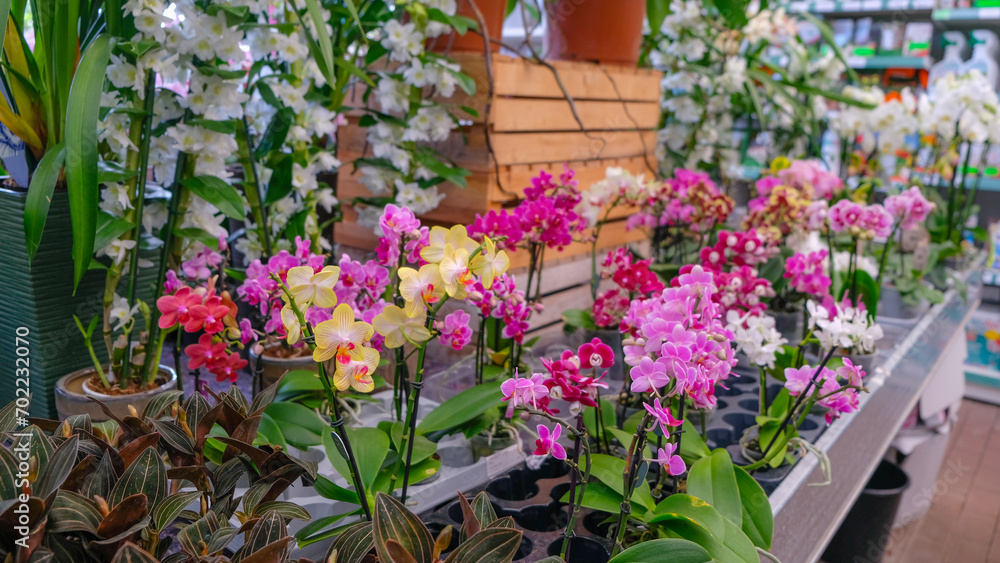 Pink and yellow orchids in garden shop. Various orchids sold in store. Flowers orchid in a greenhouse, modern business and private entrepreneurship.