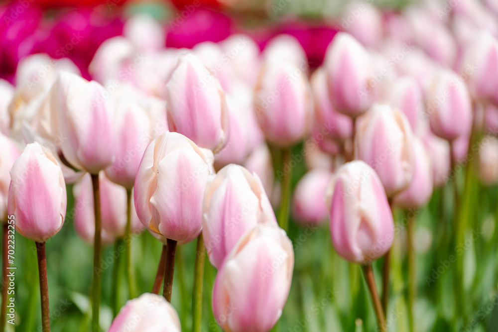 Obraz premium Tulip field. Pink tulips with white stripe close-up. Growing flowers in spring.