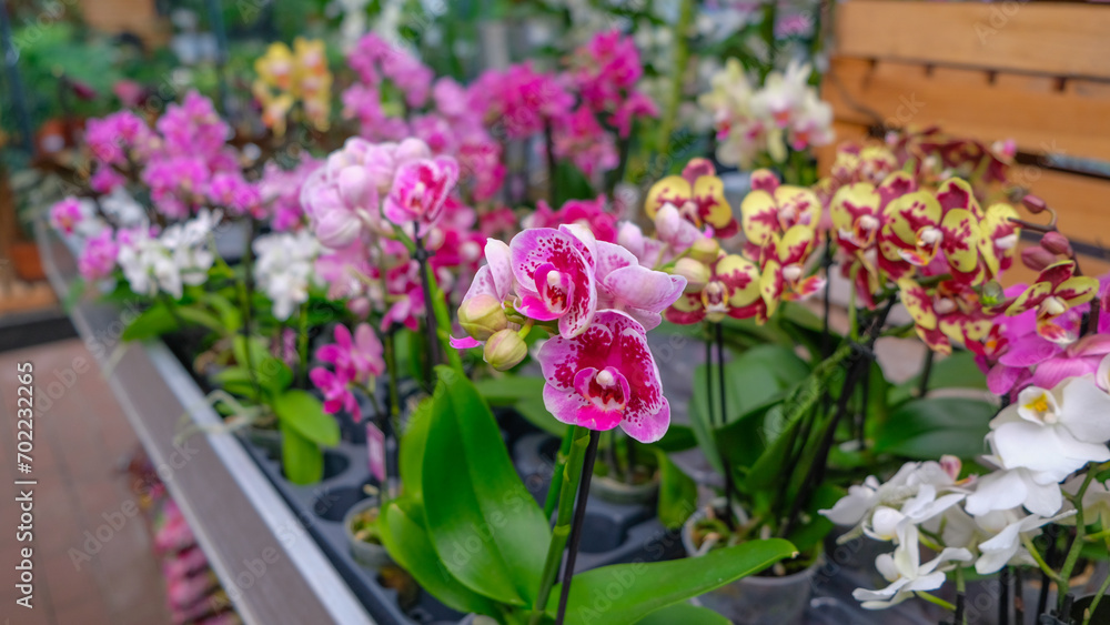 Pink and yellow orchids in garden shop. Various orchids sold in store. Flowers orchid in a greenhouse, modern business and private entrepreneurship.