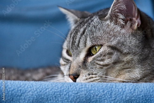 Porträt einer schönen getigerten Katze © Heidi Bollich