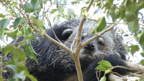 Photography Binturong descansando