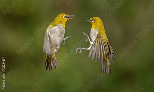 A pair of oriental white eyes exchanged blows in the air