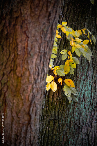 Herbstliche Impressionen aus der Natur