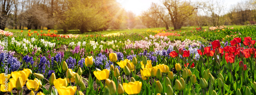 Canvastavla Natural park with young red and white tulips.
