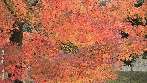 日本の秋の綺麗な紅葉