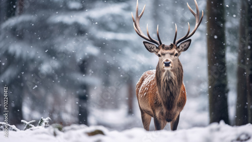 Frosty Antler Elegance  Gorgeous Buck in Winter Snow