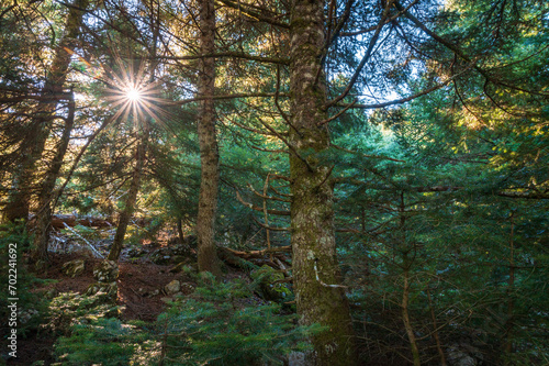 Obraz na płótnie Sunlight through the trees in the pine tree forest w salonie