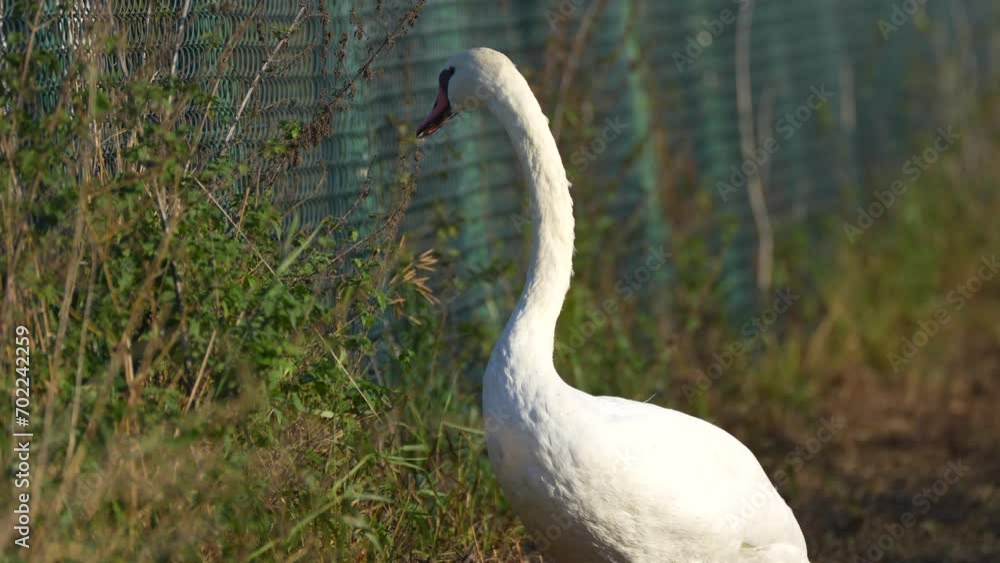 big swan near the fence