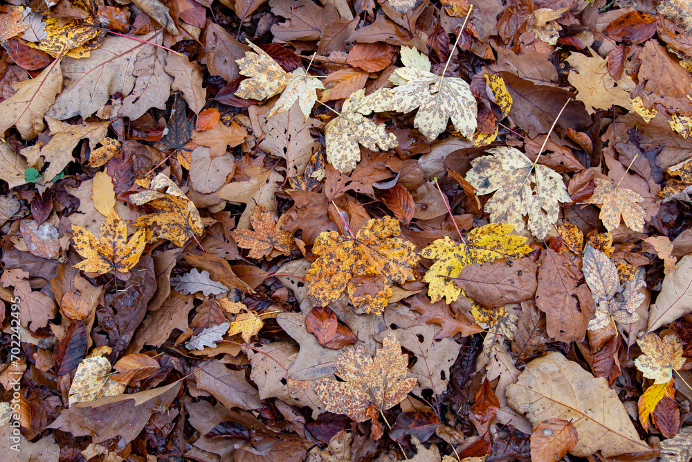 Herbstlaub Impression Herbstlaub Impression